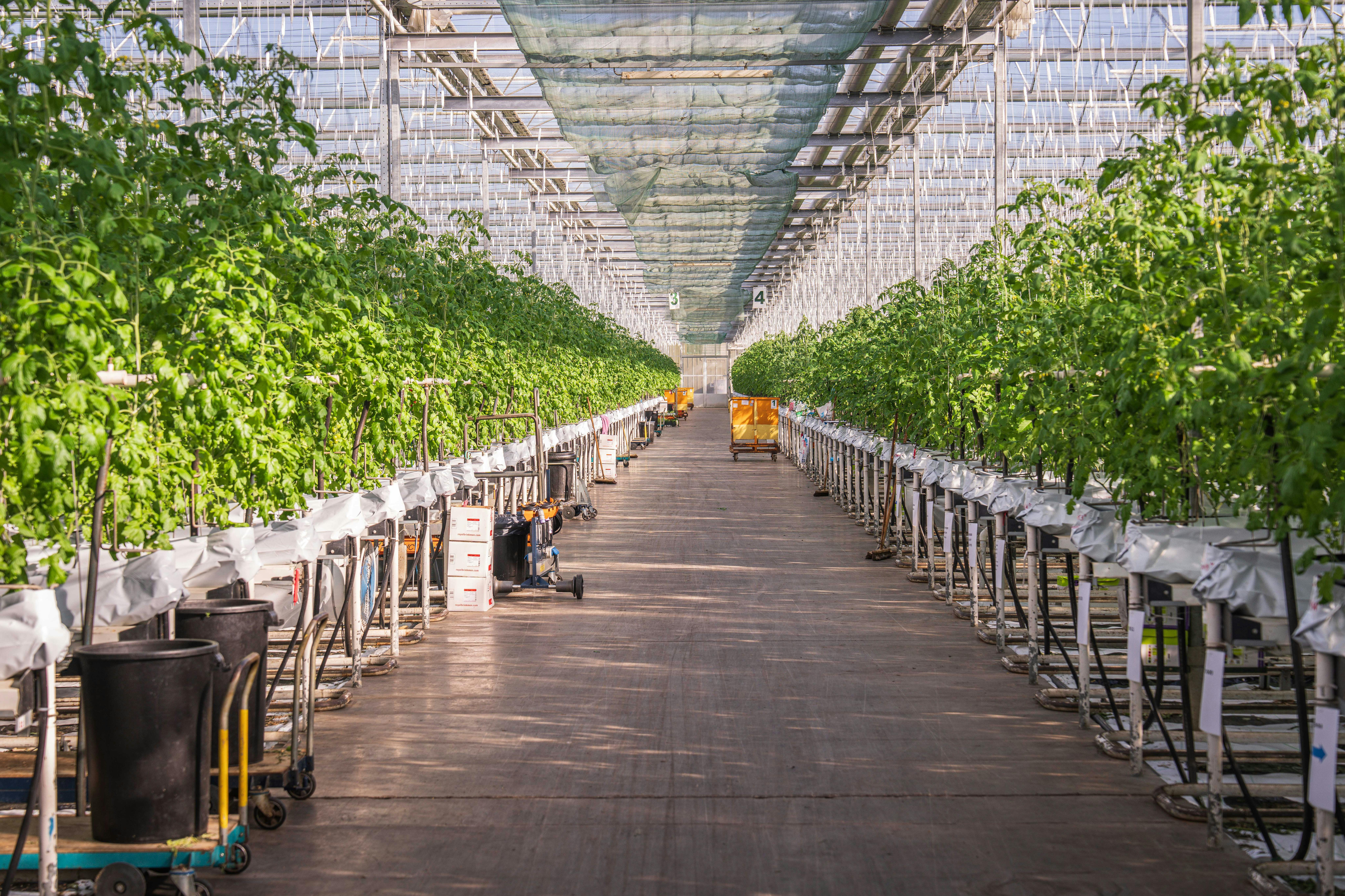 Commercial Farms