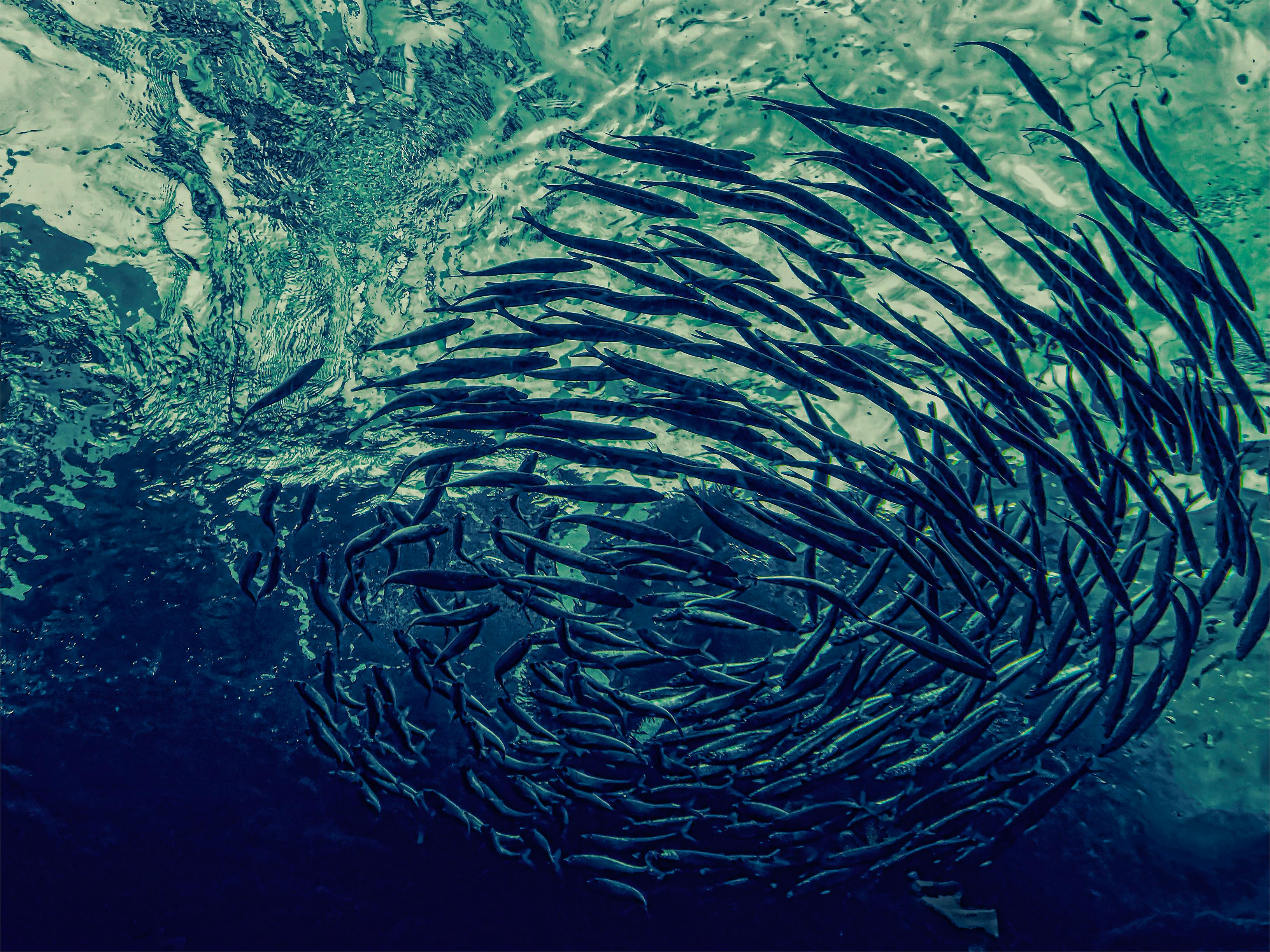 Fish Farming