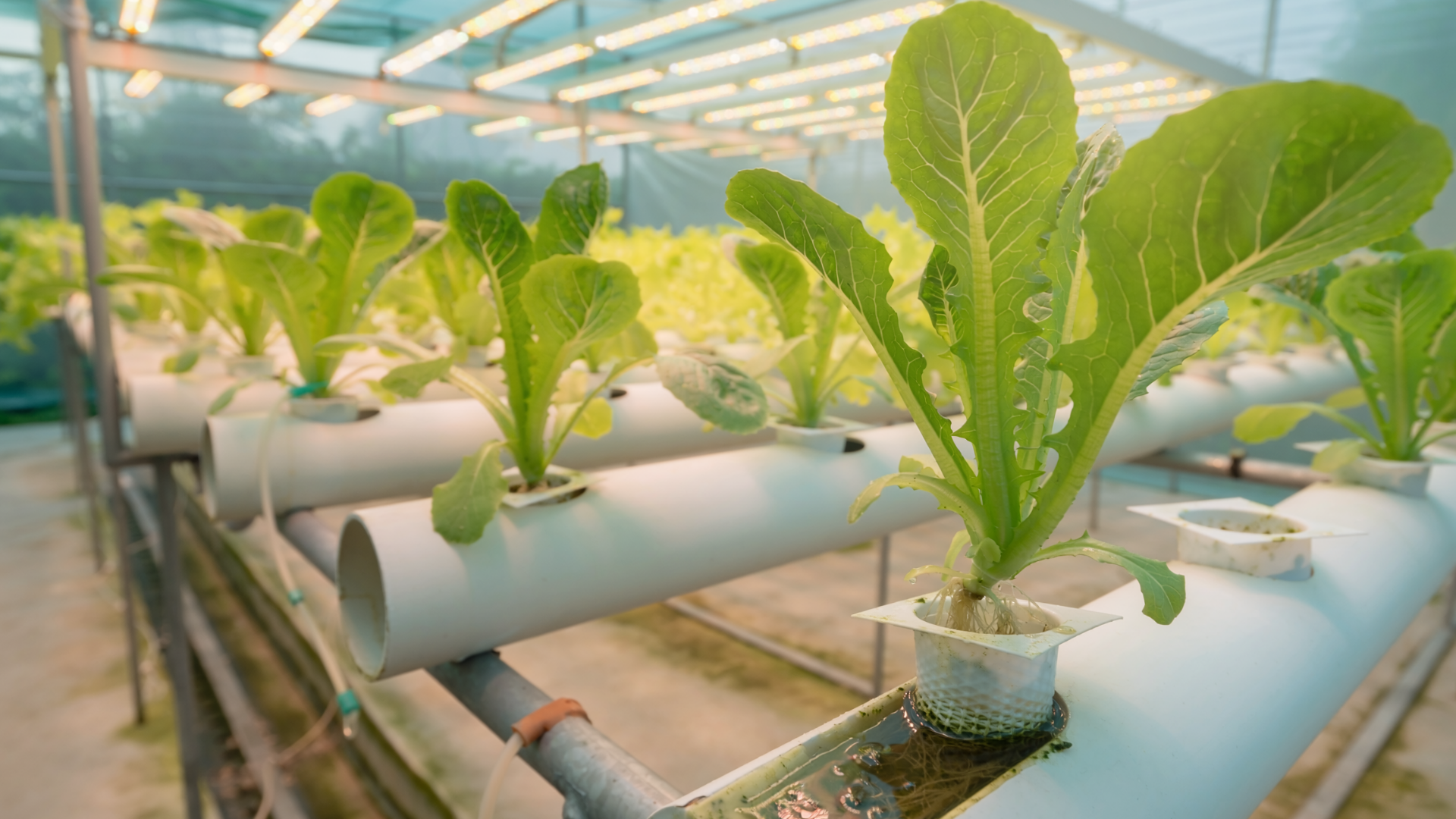 Aquaponics Systems